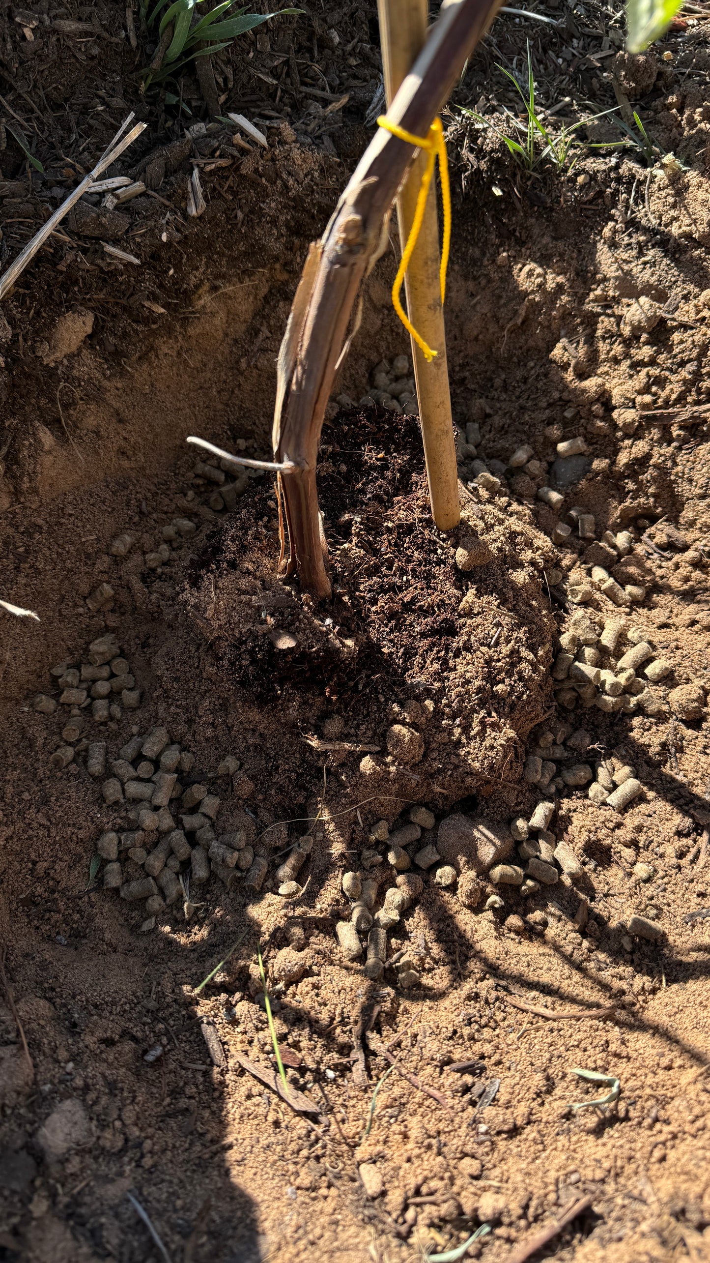 Wool Pellets - 10 Pounds