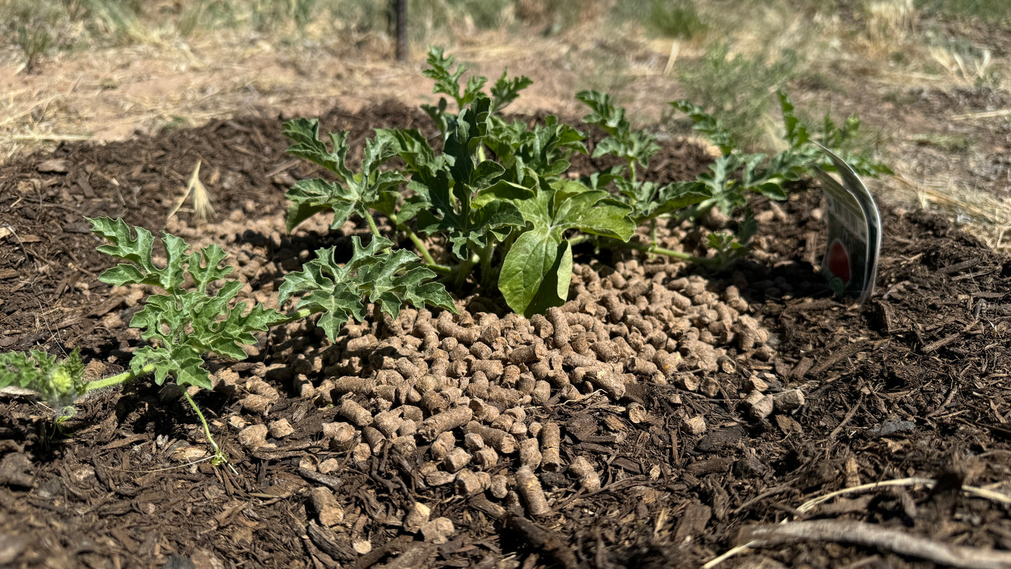 Wool Pellets - 10 Pounds