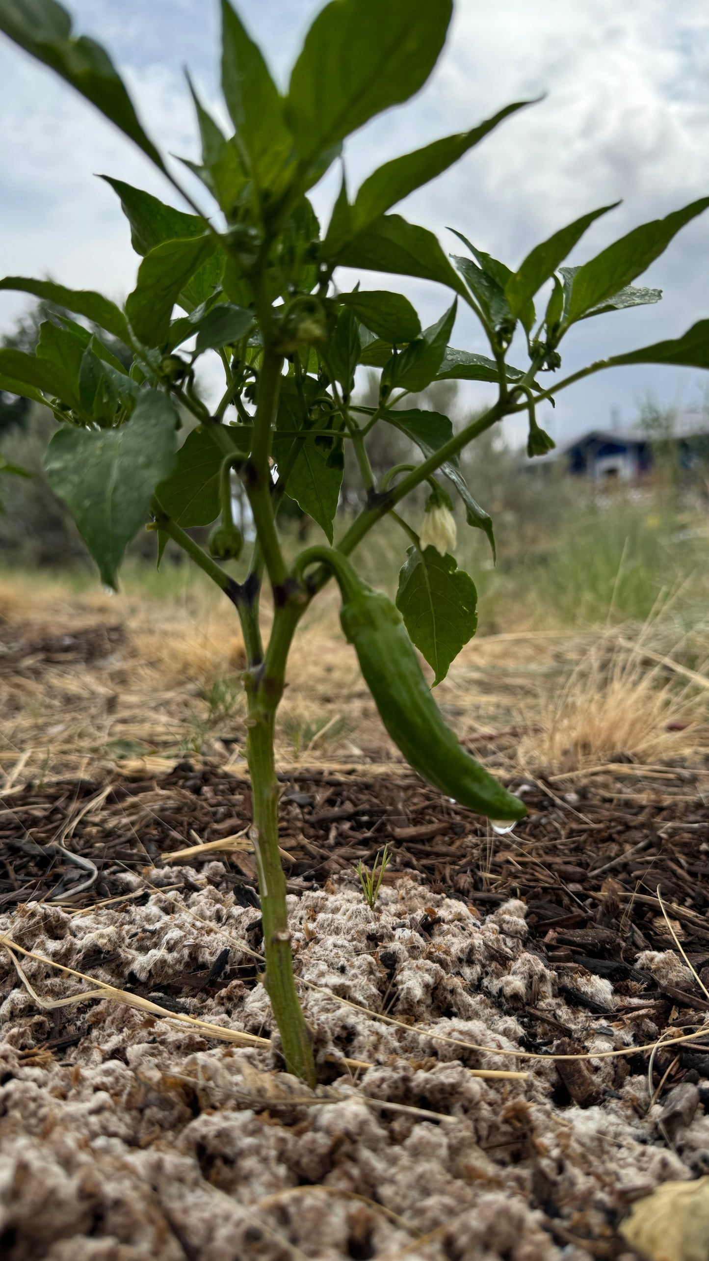 Wool Pellets - 10 Pounds