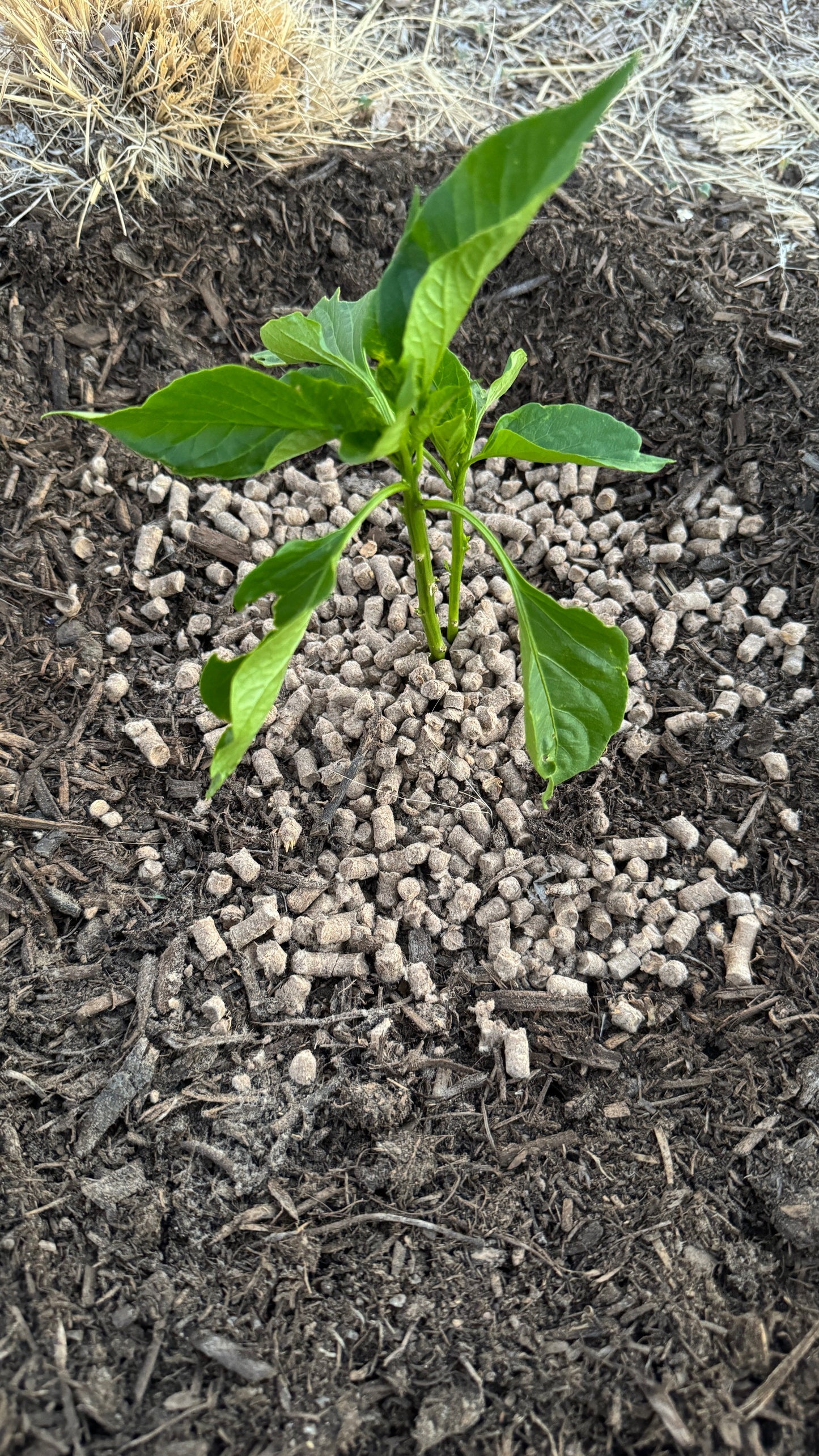 Wool Pellets - 10 Pounds